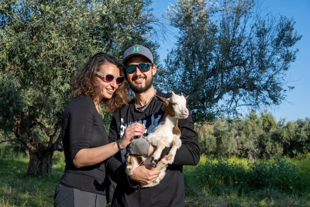 Olive grove in Mount Pelion